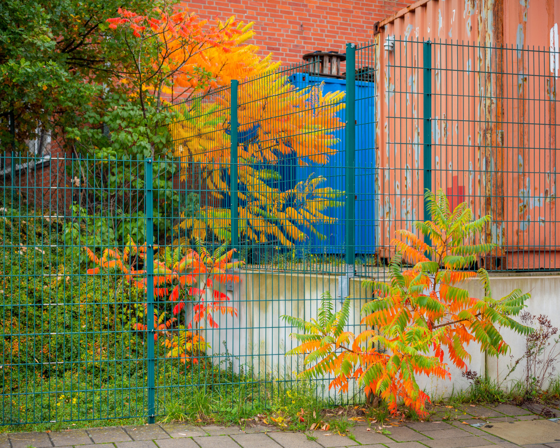 Bunt leuchtende Herbstblätter wachsen aus einem Zaun auf einem Firmengelände heraus