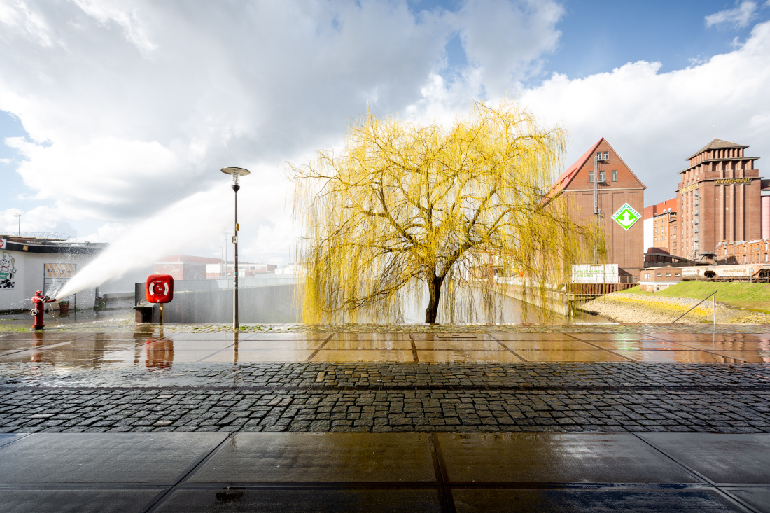 Ein gelb leuchtender Baum wird von einem Hydranten mit Wasser besprüht.