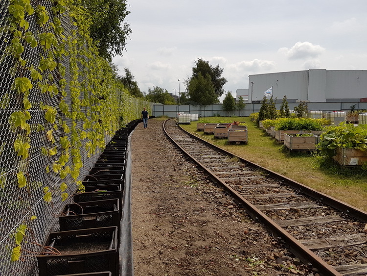 Hopfenpflanzen auf der Gemüsewerft